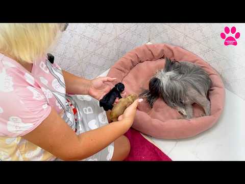 Видео: Щенки КХС с 1 минуты жизни до 3 месяцев. Только родились, а уже готовы ехать в новый дом!