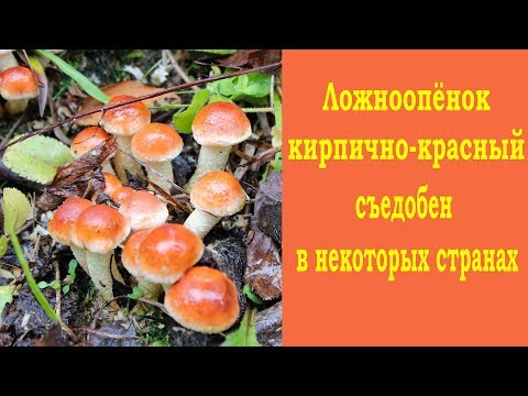 Видео: Ложноопёнок кирпично-красный собирают в некоторых странах.
