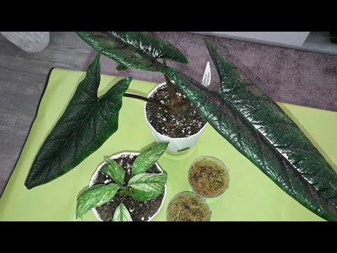 Видео: КОМНАТНЫЕ РАСТЕНИЯ(ЦВЕТЫ).НОВЫЕ ГОРШОЧКИ И ПЕРЕСАДКИ.