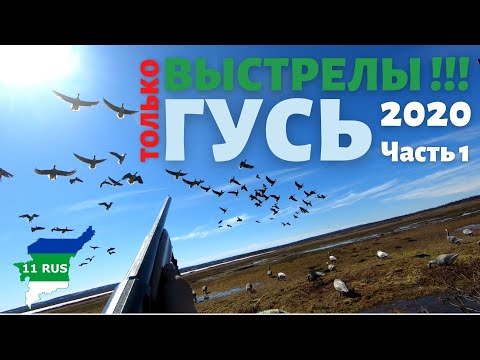 Видео: Без лишнего, только стрельба в лёт по гусю. Охота из за сидки, на болоте. Гусь 2020 г. часть 1.