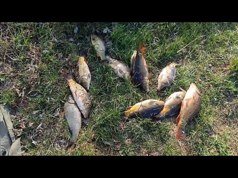 Видео: Рыбалка (КМВ), Ставропольский край. Лесные озёра - отличный улов🔥. Тест экшн камеры sjcam 4000wifi.