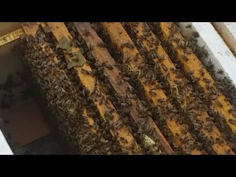 Видео: 13 04 2024 кор бо занбури ассал