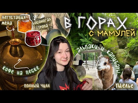 Видео: Душевный отдых В ГОРАХ С МАМУЛЕЙ: ущелье, ферма альпак, мёд, хвои и капибары