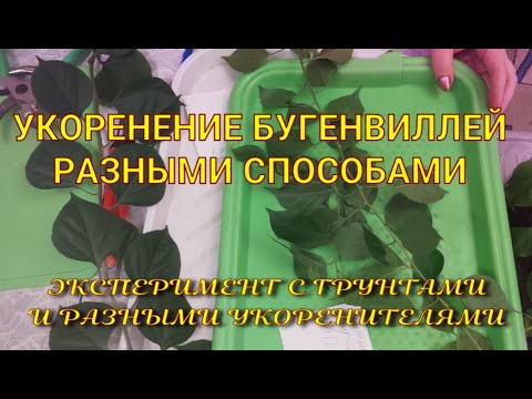 Видео: Укореняю бугенвиллеи. Размножение черенками.