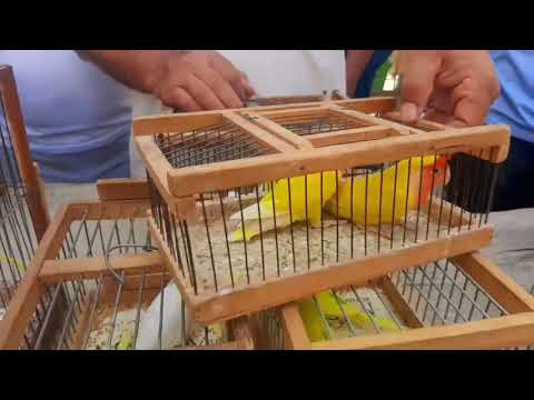 Видео: Andijon soy qush bozori // Андижон сой куш бозори