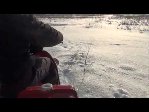 Видео: муравей на гусеницах