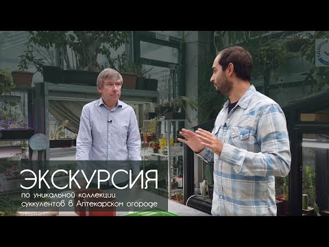 Видео: Суккуленты и где они обитают: Экскурсия по уникальной коллекции Аптекарского огорода