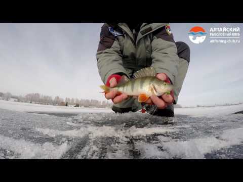 Видео: Ловля окуня на шарагу