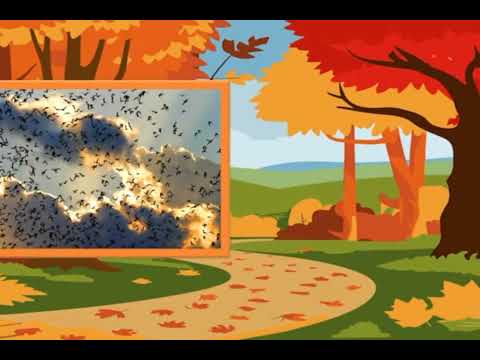 Видео: Ознайомлення з соціумом "Життя птахів восени".