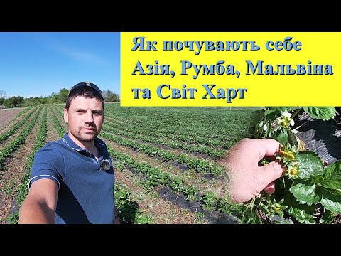 Видео: Як виглядає Азія Румба Мальвіна та Світ Харт в травні 2024