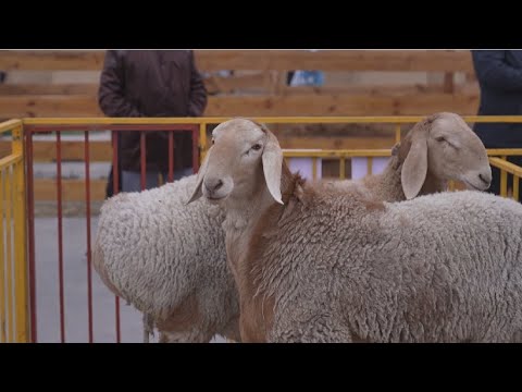 Видео: Фермер из Туркестанской области вывел новую породу овец