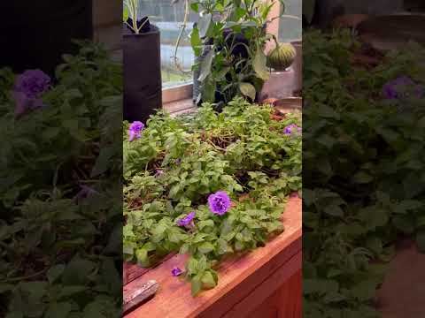 Видео: Немного растюшек в оранжерее🌺