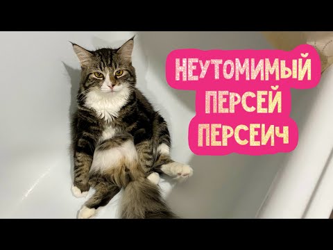 Видео: Неутомимый и безудержный котик Персей Персеич