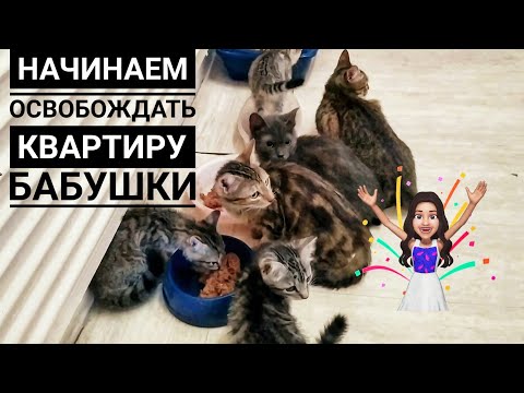 Видео: 2 ЧАСТЬ: Я Забрала у бабушки 8 кошек осталось 24 шт🙊 Одного уже пристроила😍