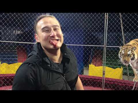 Видео: Жесть в Цирке!Репетиция в Цирке!Tigers in circus