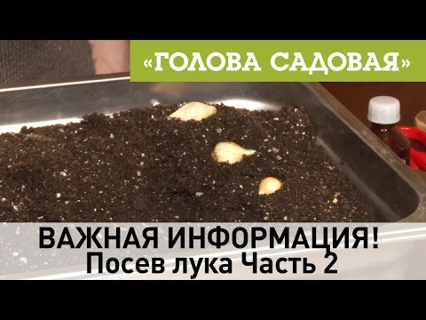 Видео: Голова садовая - ВАЖНАЯ ИНФОРМАЦИЯ! Посев лука Часть 2