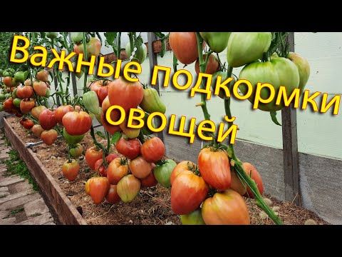Видео: Важные подкормки овощей, которыми пренебрегают большинство огородников