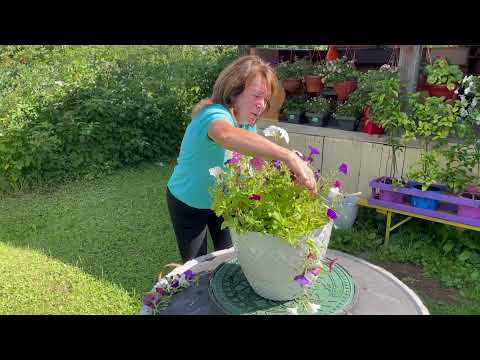 Видео: Летняя обрезка Петунии! Будет цвести до холодов!