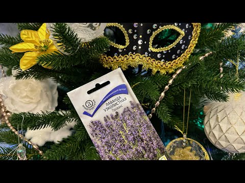Видео: Домашнее видео. Взошла лаванда. Новогодний дом прошлого года.)