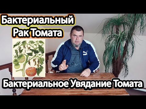 Видео: Бактериальный Рак Томата/Бактериальное Увядание Томата