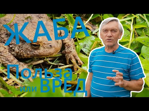 Видео: Жаба - польза или вред?