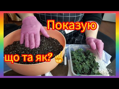 Видео: Как будет зимовать.Хризантема укоренилась, что дальше ⁉️