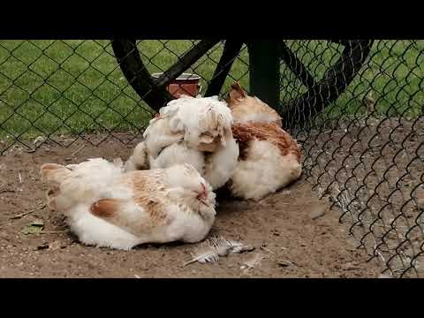 Видео: Фавероль Лосось история уход и содержание