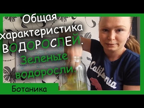 Видео: Характеристика и классификация водорослей. Зеленые водоросли.