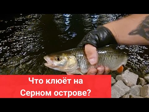 Видео: #81 #спиннинг Что ловится с Серного острова?