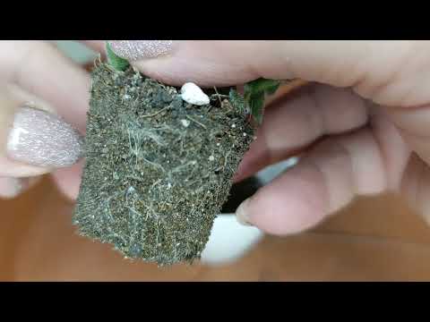 Видео: Пересадка суккулентов.