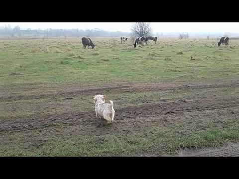 Видео: ПОЧЕМУ ВЫРОЖДАЕТСЯ СКОТ В НАШИХ ХОЗЯЙСТВАХ ?!!ИНБРИДИНГ И АУТБРИДИНГ У КРС!