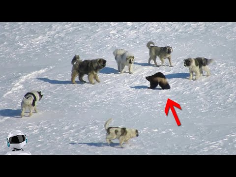 Видео: Волкодавы Окружили Росомаху! Сражения Животных Снятые на Камеру