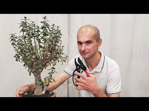 Видео: Формирование и Обрезка - Как исправить распущенную Крассулу | Толстянка | Денежное дерево