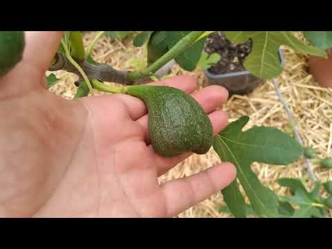 Видео: ИНЖИР. КОРДОННАЯ ФОРМИРОВКА ПЛОХО ПОДХОДИТ ДЛЯ ПОЛУЧЕНИЯ ДВУХ УРОЖАЕВ.