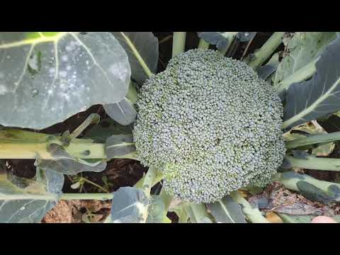 Видео: Овощи Растут. Капуста брокколи Самоа F1