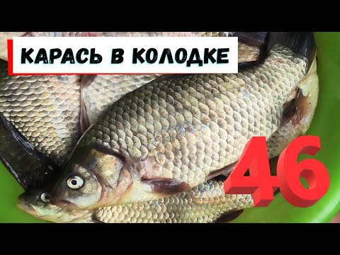 Видео: 46. Карась в колодке. Сухой посол рыбы.