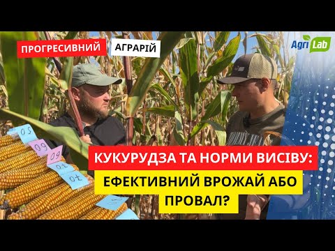 Видео: 9 тонн🌽 при густоті 50 тис насінин🌱. Готуємось до збирання врожаю кукурудзи🌽