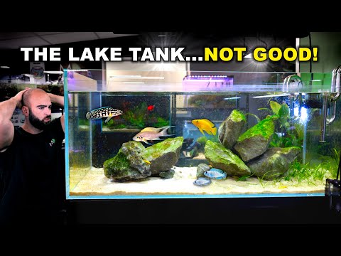 Видео: ОЗЕРНЫЙ АКВАРИУМ ЧЕРЕЗ 2 НЕДЕЛИ!! (ОГРОМНЫЙ БЕСПОРЯДОК)