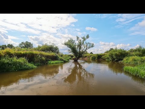 Видео: Небольшой сплав по р.Шерна. Завалов нет, перекатов нет, схеноплектуса нет...