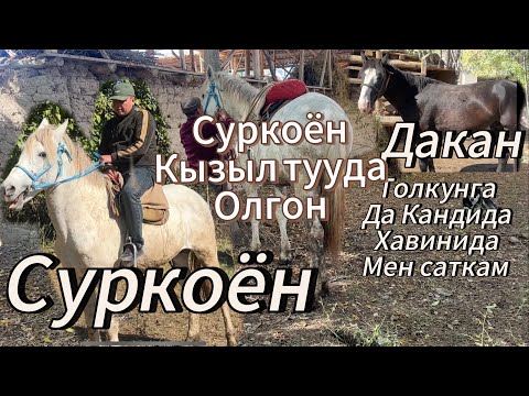 Видео: Курсанттан Суркоёндун небереси улака брида барбады  4 жил уйурго койдум