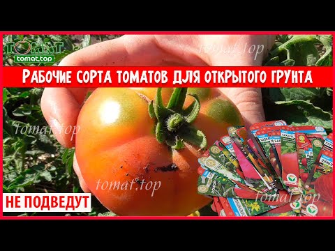 Видео: Томаты для открытого грунта которые не подведут. Проверенные, рабочие сорта, обеспечивающие урожаем