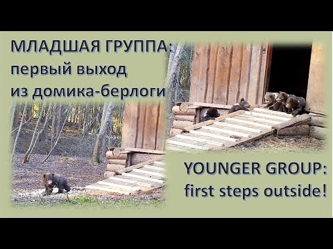 Видео: Медвежата-сироты. Младшая Группа: первый выход из домика-берлоги