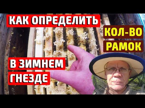 Видео: Сколько рамок оставлять пчелам на зиму? Как ПРАВИЛЬНО рассчитать?