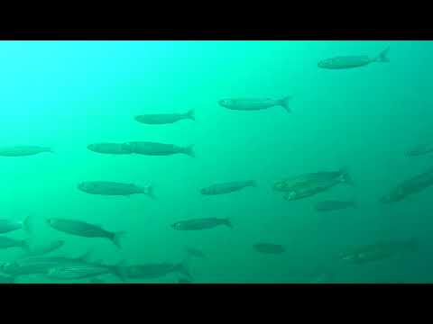 Видео: Глубина.