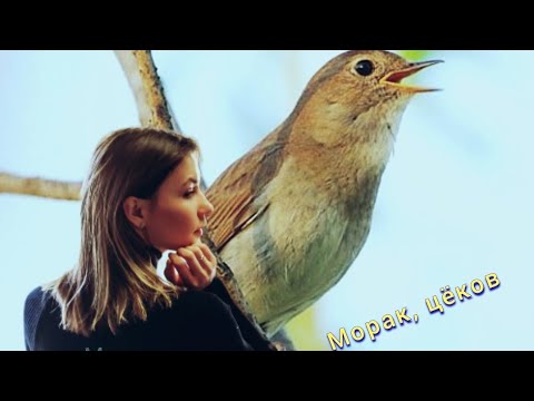 Видео: Мария Акимова - Морак, цёков (2023)