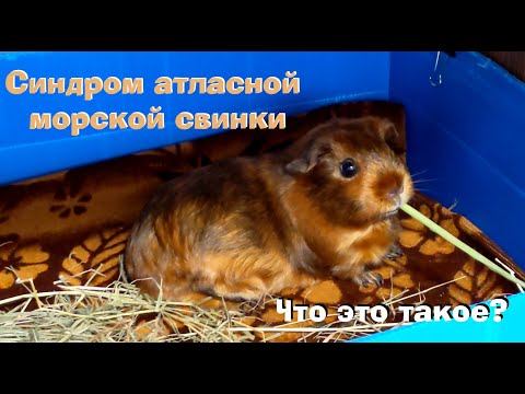 Видео: У Луняшки синдром атласной морской свинки. Что это? ( Часть 3)