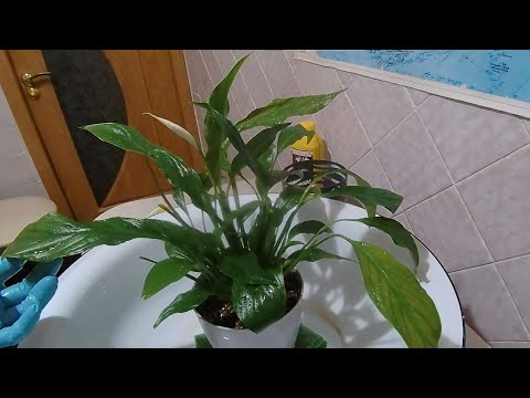 Видео: Спатифиллум | Пересадка после покупки