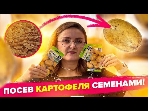 Видео: ПОСЕВ КАРТОФЕЛЯ СЕМЕНАМИ! Легко и просто!