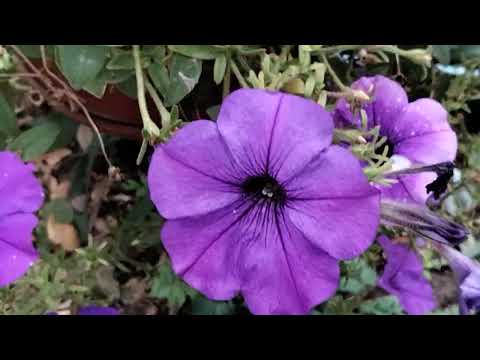 Видео: Петунии в сентябре.