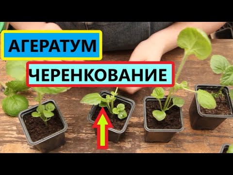 Видео: Агератум. Формировка и Черенкование для лучшего кущения растения.